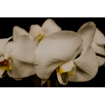 Orchidee (5025.2019)
