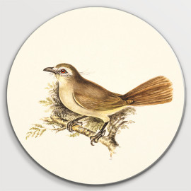 Muurcirkel Bird Painting...