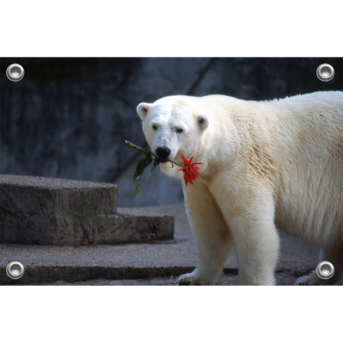 Tuinposter © Ron Entius - ijsbeer met bloem (6217.1025)