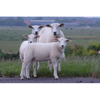 Wanddecoratie © Brenda Boom - Familieportret schapen op Terschelling-Dijk-Striep (6218.0314)