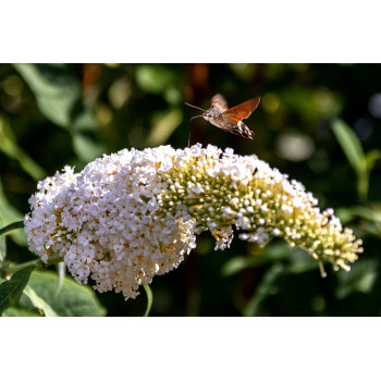 Wanddecoratie © Brenda Boom - Kolibri vlinder op vlinderstruik-Terschelling (6218.7534)