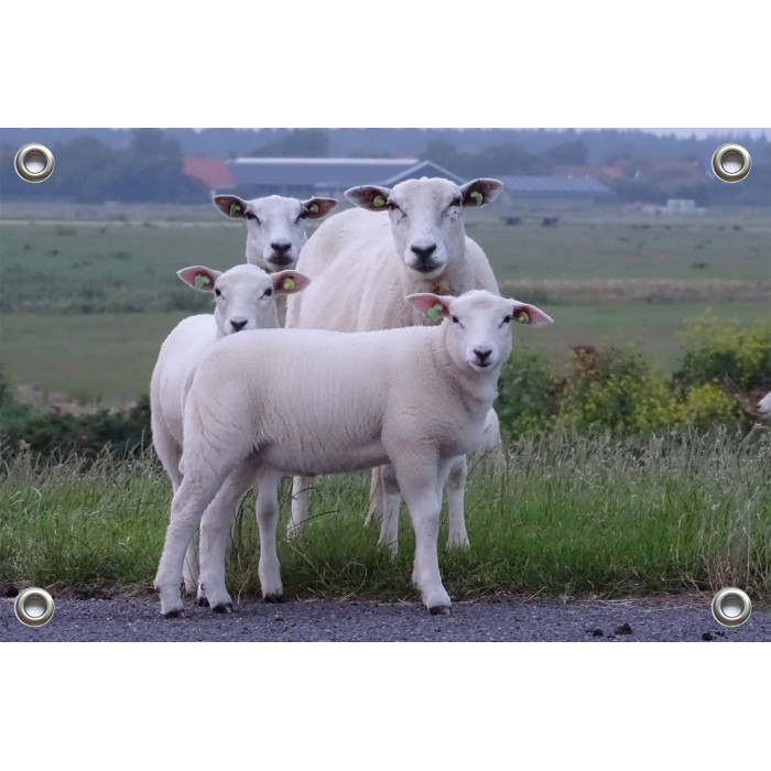 Tuinposter © Brenda Boom - Familieportret schapen op Terschelling-Dijk-Striep (6218.0314)