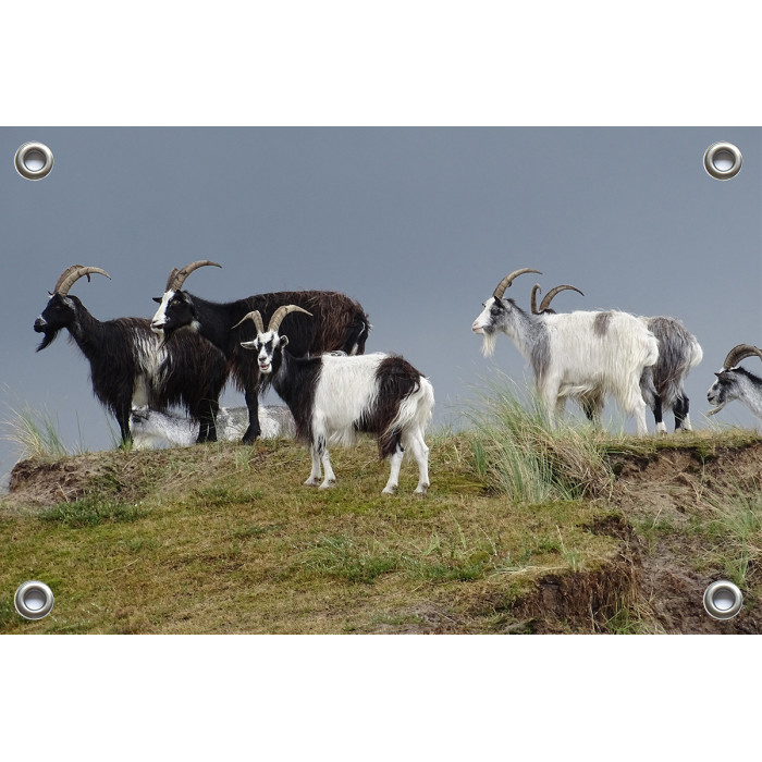 Tuinposter © Brenda Boom - Wilde geiten op Terschelling (6218.0599)