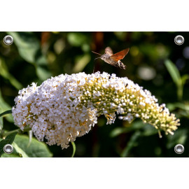 Tuinposter © Brenda Boom - Kolibri vlinder op vlinderstruik-Terschelling (6218.7534)
