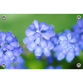Tuinposter © Saskia Llop - Natuur - Bloem - Blauwe Druif (6211.1357)