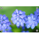 Tuinposter © Saskia Llop - Natuur - Bloem - Blauwe Druif (6211.1357)