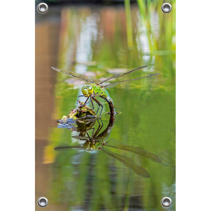 Tuinposter © Dini Liefferink - Grote keizerlibel met spiegelbeeld (6219.1010)