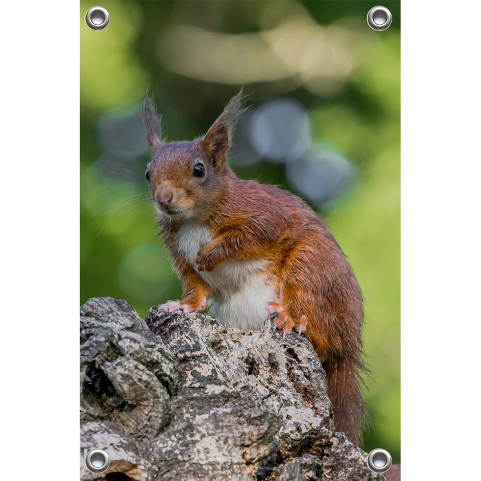 Tuinposter © Dini Liefferink - Rode eekhoorn op de uitkijk (6219.1013)