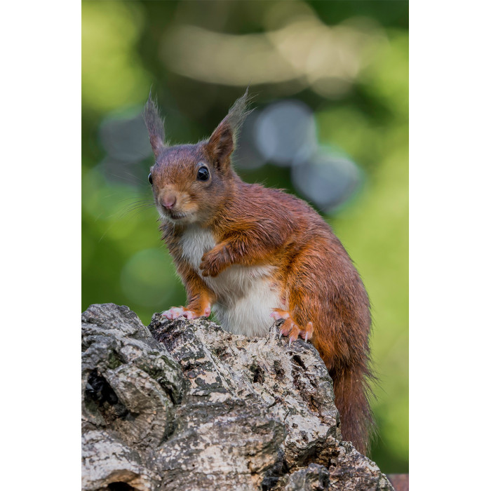 Wanddecoratie © Dini Liefferink - Rode eekhoorn op de uitkijk (6219.1013)