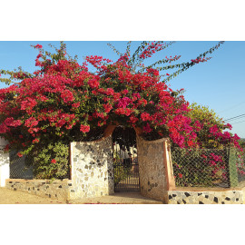 Wanddecoratie © Brenda Boom - Roze Bloemen Portugal (6218.2555)