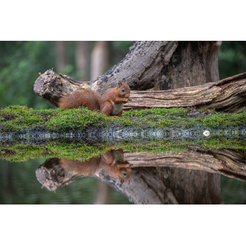 Wanddecoratie © Guy Bostijn - Squirrel near pond (6222.1008)