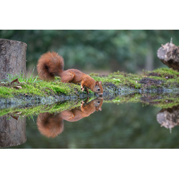 Wanddecoratie © Guy Bostijn - Drinking Squirrel (6222.1010)