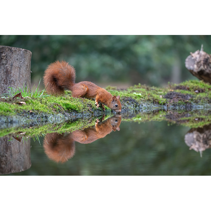 Wanddecoratie © Guy Bostijn - Drinking Squirrel (6222.1010)