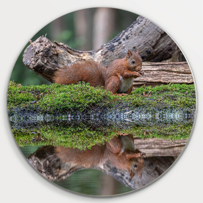 Muurcirkel © Guy Bostijn - Squirrel near pond (6222.1008)