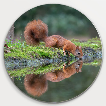 Muurcirkel © Guy Bostijn - Drinking Squirrel (6222.1010)