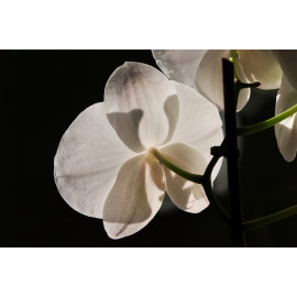 Wanddecoratie Orchidee (5025.1062)