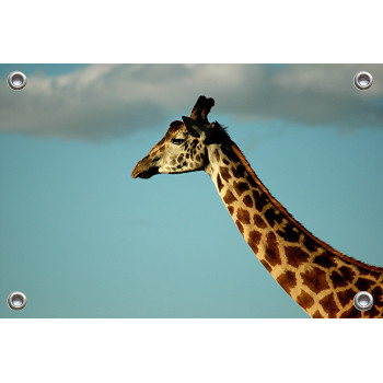 Tuinposter © Bert Huizinga - Giraffe (6213.1005)