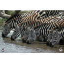 Tuinposter © Bert Huizinga - Drinkende Zebra's (6213.1030)