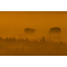 Wanddecoratie © René Groenendijk - Koeien in de mist Oudeland (6226.1017)