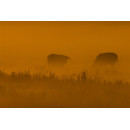 Wanddecoratie © René Groenendijk - Koeien in de mist Oudeland (6226.1017)