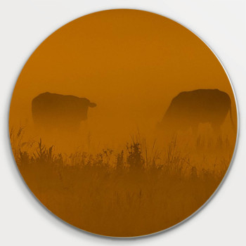 Muurcirkel © René Groenendijk - Koeien in de mist Oudeland (6226.1017)