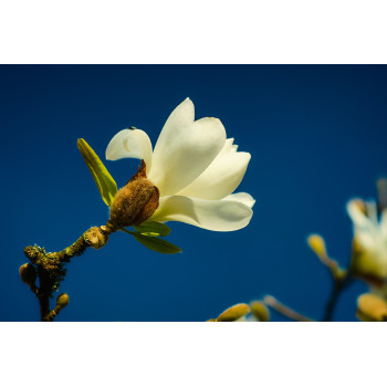 Wanddecoratie © Jef Folkert - Witte Magnolia tegen een diepblauwe lucht (6221.1047)