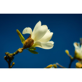 Wanddecoratie © Jef Folkert - Witte Magnolia tegen een diepblauwe lucht (6221.1047)