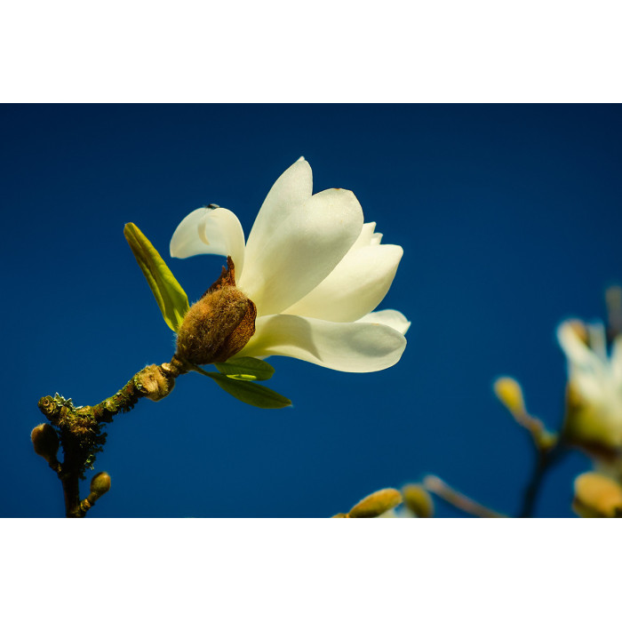 © Jef Folkert Witte Magnolia tegen een diepblauwe