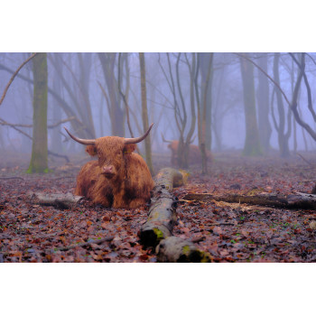 Wanddecoratie © Jef Folkert - Schotse Hooglanders rustend in een mistig bos (6221.1066)