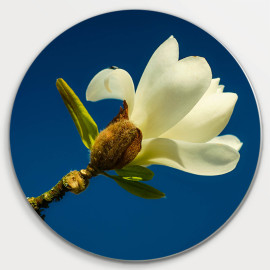 Muurcirkel © Jef Folkert - Witte Magnolia tegen een diepblauwe lucht (6221.1047)