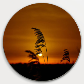 Muurcirkel © Jef Folkert - Wuivende graspluimen in een oranjekleurende zonsopkomst  (6221.1058)