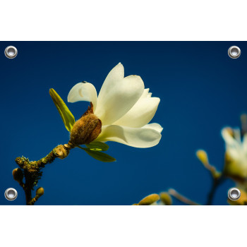 Tuinposter © Jef Folkert - Witte Magnolia tegen een diepblauwe lucht (6221.1047)