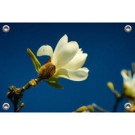 Tuinposter © Jef Folkert - Witte Magnolia tegen een diepblauwe lucht (6221.1047)