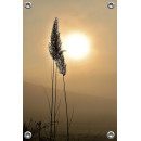 Tuinposter Silhouette of gras at golden hour (5025.1041)