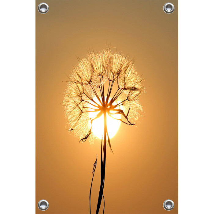 Tuinposter Silhouette of dandelion during golden hour (5025.1042)