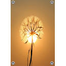 Tuinposter Silhouette of dandelion during golden hour (5025.1042)