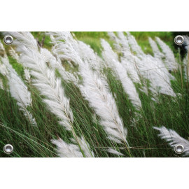 Tuinposter Gras met witte pluimen (5025.1043)