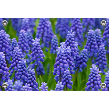 Tuinposter-Schuttingposter Blauwe Druifjes (5020.3005)
