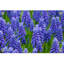 Tuinposter-Schuttingposter Blauwe Druifjes (5020.3005)