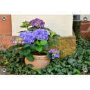 Tuinposter-Schuttingposter Pot met Hortensia (5020.3009)
