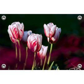 Tuinposter-Schuttingposter Tulpen (5020.3023)