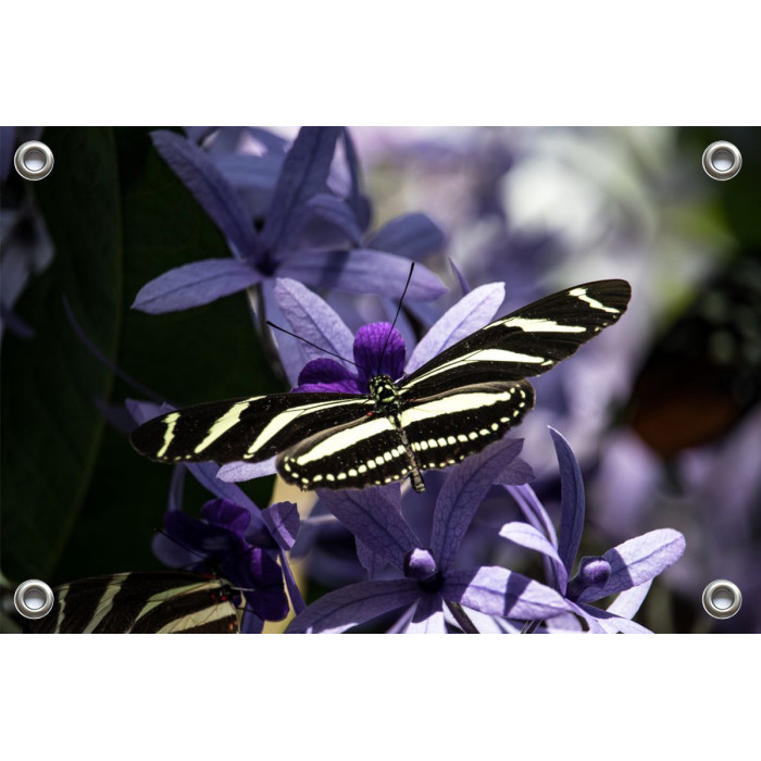 Tuinposter-Schuttingposter Vlinder zwart wit gestreept (5020.3029)