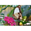 Tuinposter-Schuttingposter Vlinder op Bloem (5020.3030)