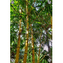 Tuinposter bamboe  (5050.3010)