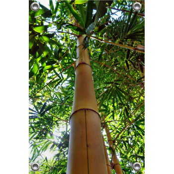 Tuinposter bamboe boom  (5050.3011)