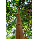 Tuinposter bamboe boom  (5050.3011)