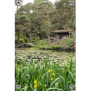 Tuinposter japanse tuin met bruggetje (5050.3015)