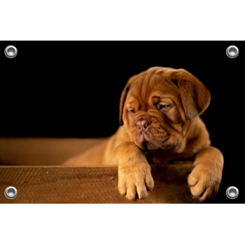 Tuinposter Bulldog Puppy (5070.3004)