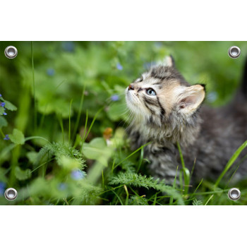 Tuinposter Kitten in tuin (5070.3008)
