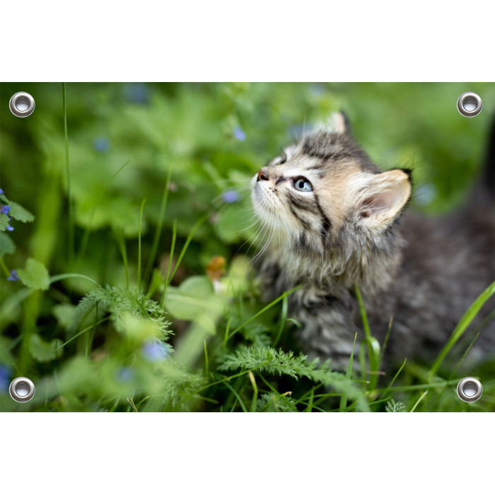 Tuinposter Kitten in tuin (5070.3008)